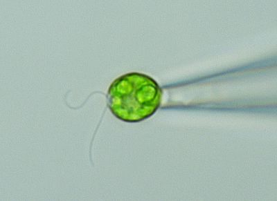 Fotobeschreibung: Grünalge an der Spitze einer Mikropipette. Ihre beiden Geißeln schlagen in einer Art Brustschwimmbewegung. Foto: Christian Ruloff, AG Wagner.