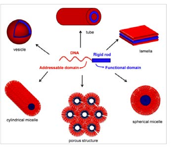 Scheme 1. Self-assembly of DNA amphiphiles into DNA decorated nanostructures.